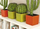 Cactos na decoração – Fotos Créditos: organizacao-domestica.blogspot.com